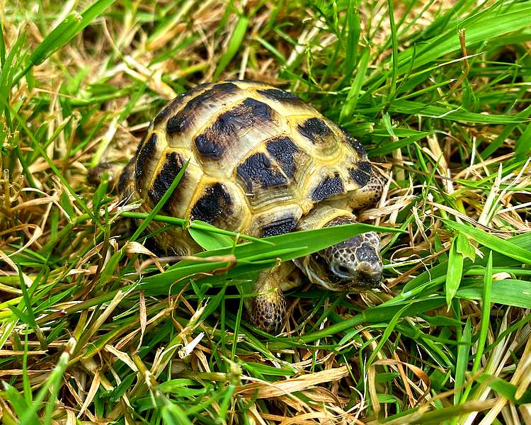 Horsefields Tortoise - Juvenile